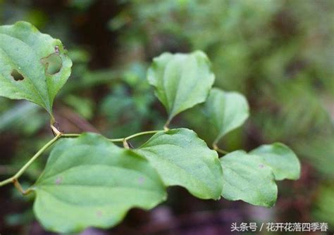 硨磲 功效|菝葜的功效:祛風利濕,解毒消癰,主風濕痹痛,淋